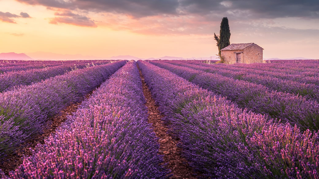 Venosa - Coltivazioni di Lavanda